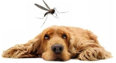Leishmania en octubre: el segundo pico que muchos olvidan