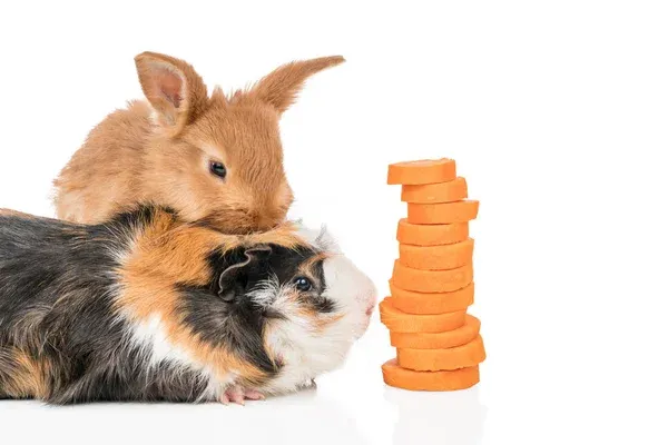 Conejos y cobayas en otoño: dieta, heno y problemas dentales